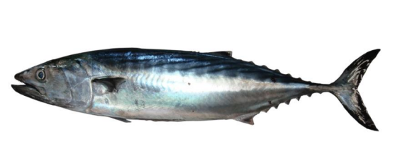 Bonito