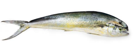 Mahi Mahi