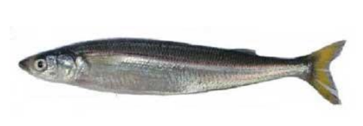Anchoveta