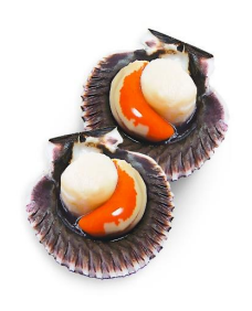 Concha de abanico